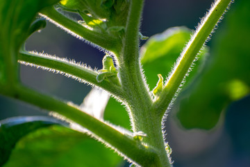 Stem trunk sunflower close up in summer