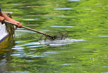 worker clean the lake water