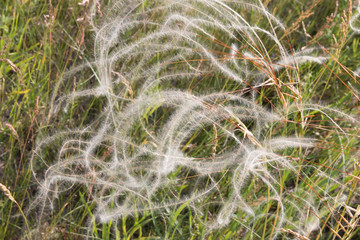 White grass in the wind, nature