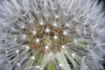 Dandelion as a detail photographed in high resolution and sharp 