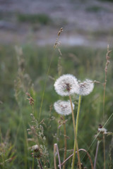 Three dandelions, in a meadow