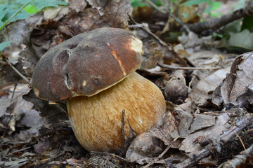Young specimen of Boletus aereus or Dark cep mushroom