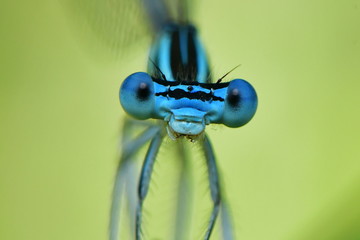 macro shot of dragonfly siting on straw