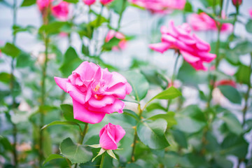 Obraz na płótnie Canvas Tender pink roses in the garden close up