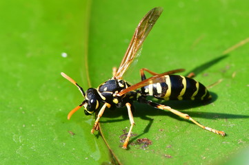 wasp drinking water from leaf on water surface