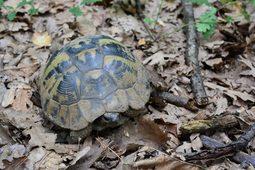 Hermann's tortoise or Testudo hermanni in oak forest