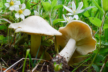 Two specimen of Calocybe gambosa or St.George's Mushrooms