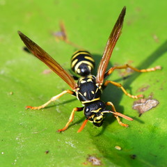 wasp drinking water from leaf on water surface