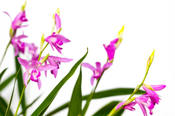 Closeup of a beautiful pink Bletilla orchid flower. Bletilla isolated on white background, one of...