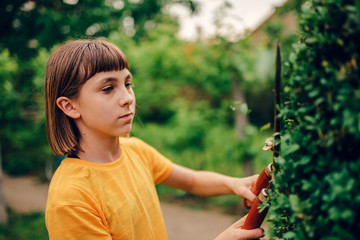 Girl pruning hedge with hand shears