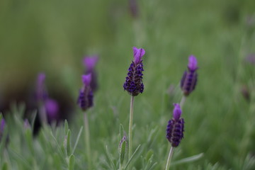 French Lavender
