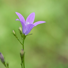 Plants summer nature, blue flower bell. Blue flower bell, summer nature plants