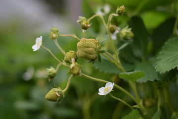 Strawberries Ripening