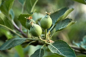 Obraz premium Apple tree with unripe apples on a branch