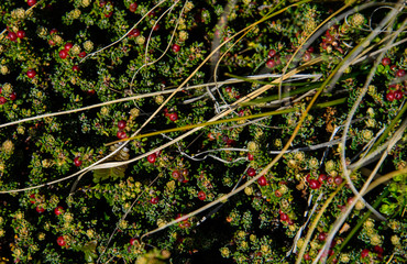 Diddle Dee Berries in Falkland Island