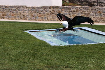 The white-tailed eagle is a bird of prey from the hawk-like family.