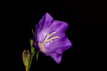 Peach Leaved Bellflower, Campanula Persicifolia, flowering plant species in the family...
