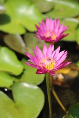 lotus in pond