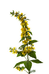 Loosestrife flower on a white background (Yellow Loosestrife).
