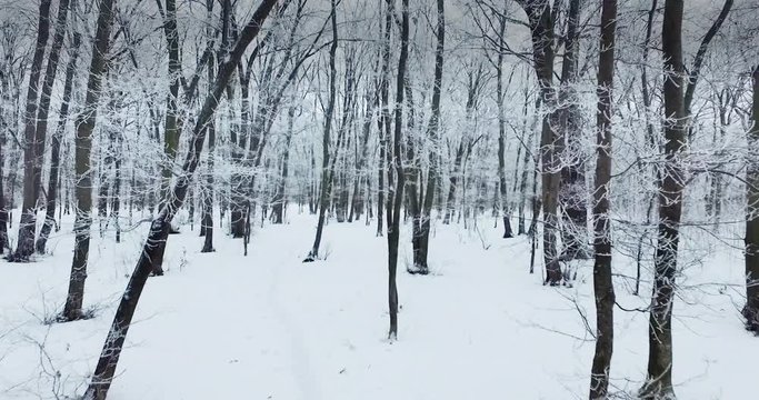Winter white forest camera movement