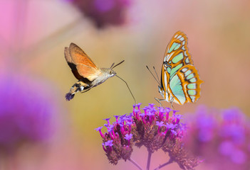butterflies sucking nectar from flower in the garden