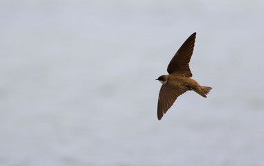 hirondelle de rivage © Pascal Huot