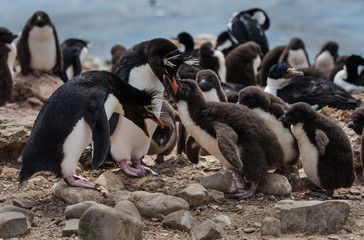 Naklejka premium Rockhopper Penguins