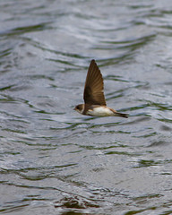 hirondelle de rivage © Pascal Huot