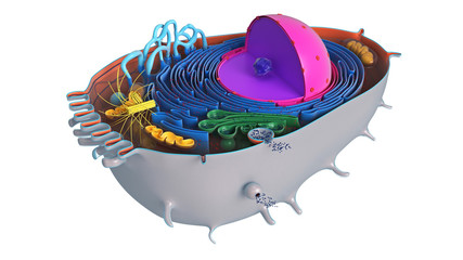 Animal cell in section, multi-colored science biology. 3D rendering - 271664611