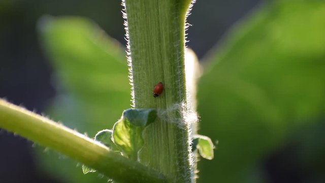 Insect ladybug crawling on the trunk of a sunflower and hiding under the leaf a large paln