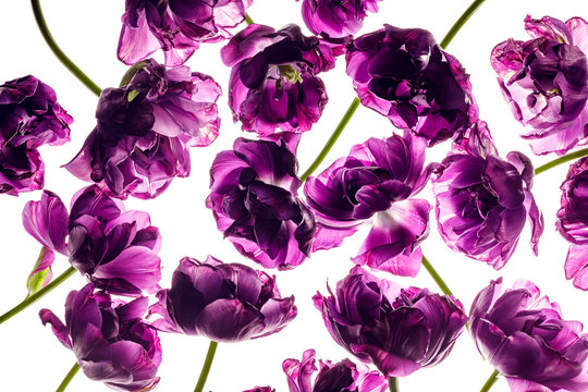 Purple Fading Tulips Background