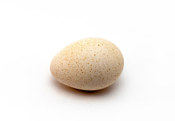 Turkey Egg isolated on white Background