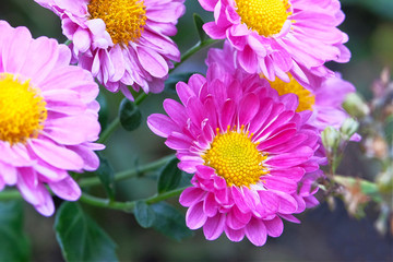 Chrysanthemums in botanical garden. Purple flowers chrysanthemums in autumn, magenta annuals. Picturesque pink flowers chrysanthemum, close up.