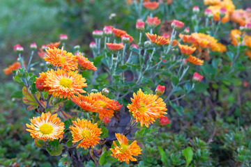 Chrysanthemums in botanical park. Orange flowers chrysanthemums in autumn, annuals. Floral bright background.
