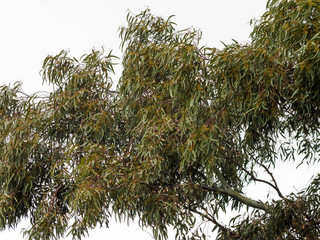 (Eucalyptus globulus) Feuilles allongées de couleur bleu-vert luisantes et capsules de fruits de l'Eucalyptus commun ou Gommier bleu 