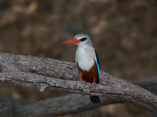 Grey-headed kingfisher (Halcyon leucocephala)