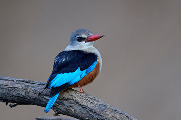 Grey-headed kingfisher (Halcyon leucocephala)
