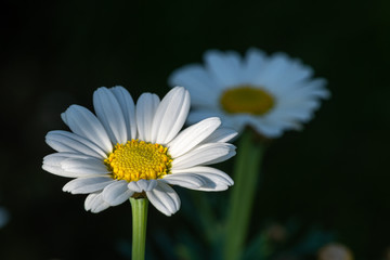 margaretki na ciemnym tle
