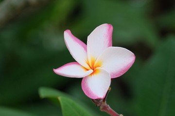 Fototapeta premium Sweet pink plumeria flower blossom in a botanical garden with dark green background 