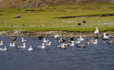 Upland Geese