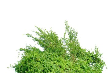 Tropical tree leaves with branches on white isolated background for green foliage backdrop 