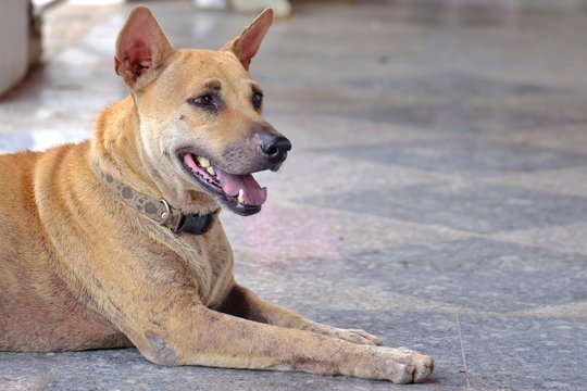 A Thai dog sitting on cement ground floor with a happy face,cement ground floor background 