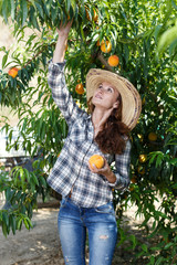 Female owner of orchard harvesting peaches