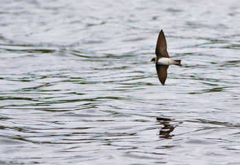 hirondelle de rivage © Pascal Huot