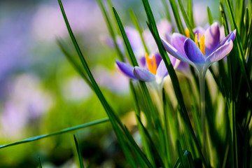 Close up of pale purple crocuses with bright yellow stamens and green grass-like leaves.