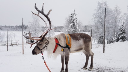 deer in winter © BENOIT