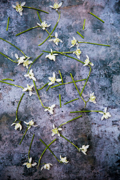 High angle close up of bunch of snowdrops on textured  grey surface.