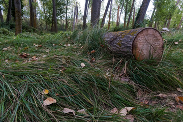 cut trunk in the forest