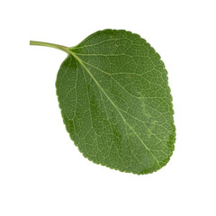 green fresh leaf of apricot isolated on white background