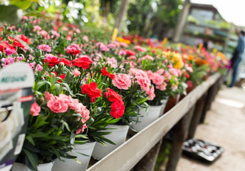 Fototapeta na wymiar Flowers in greenhouse